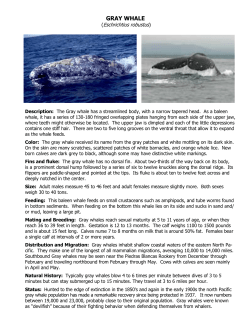 gray whale - Friends of the Elephant Seal