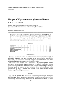 The pes of Erythrosuchus africanus Broom