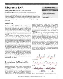 Ribosomal RNA - Lafontaine Lab