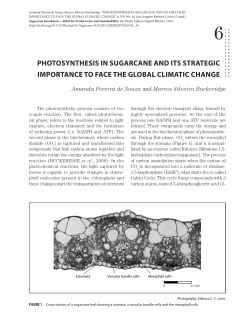 photosynthesis in sugarcane and its strategic importance to face the