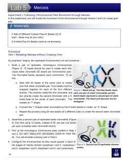 Meiosis - Homework Market