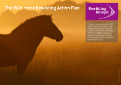 The Wild Horse Rewilding Action Plan