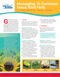 Take Care of Texas: Managing 10 Common Texas Yard Pests
