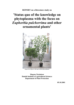 Description of phytoplasma