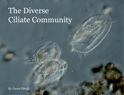 The Diverse Ciliate Community - Microscopy-UK