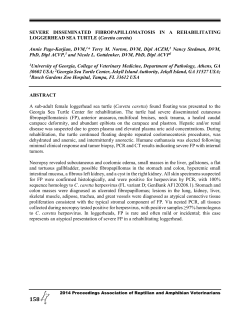 Severe disseminated fibropapillomatosis in a rehabilitating