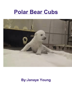Polar Bear Cubs