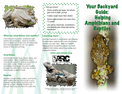 Backyard Brochure