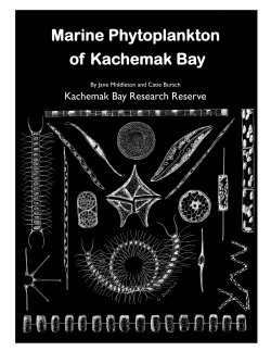 Marine Phytoplankton of Kachemak Bay