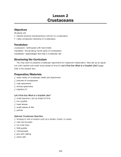 Lesson 2 Crustaceans