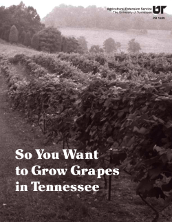 So You Want to Grow Grapes in Tennessee