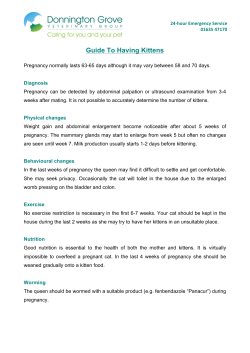 guide to having kittens