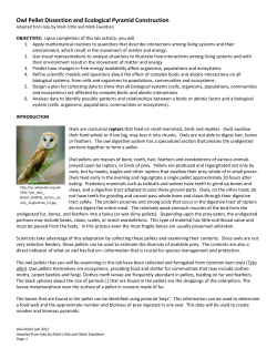 Owl Pellet Dissection and Ecological Pyramid