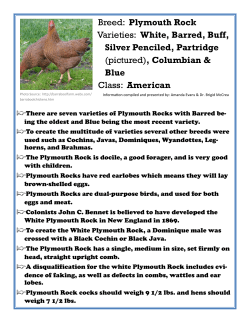 Breed: Plymouth Rock Varieties: White, Barred, Buff, Silver Penciled