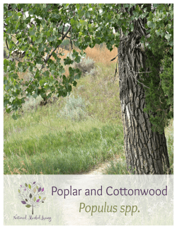 Poplar (or cottonwood) - Natural Herbal Living Magazine