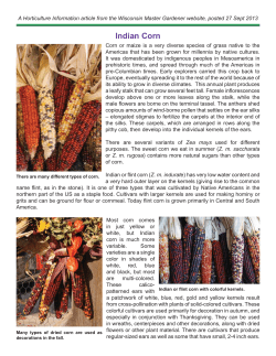 Indian Corn - WI Master Gardener