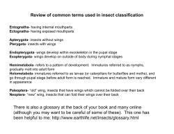 Review of common terms used in insect classification There is also a