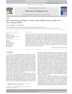 RNA conformational changes in the life cycles of RNA viruses