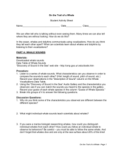 On the Trail of a Whale