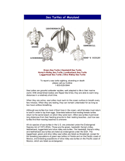 Sea Turtles of Maryland