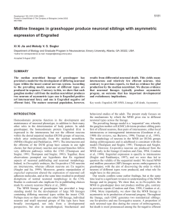 Midline lineages express En asymmetrically - Development
