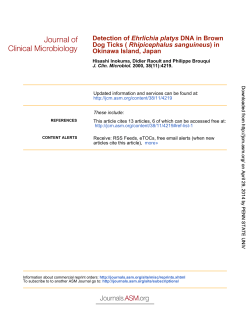 Okinawa Island, Japan ) in Rhipicephalus sanguineus Dog Ticks