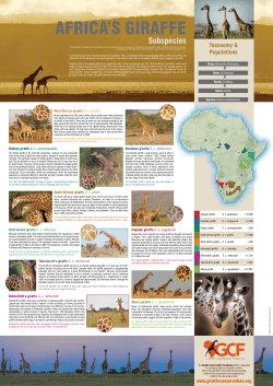 AFRICA`S GIRAFFE - Wilderness Safaris