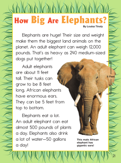 Theme 9 Days 5-6 Theme Text Collection: How Big Are Elephants?