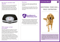 neutering your dog &ndash; male castration