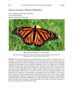 Danaus plexippus (Monarch Butterfly)