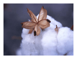 Cotton Returns Bigger Profits per Acre