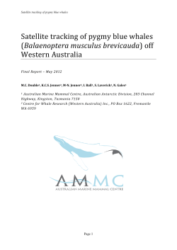 Satellite tracking of pygmy blue whales