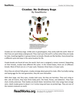 Cicadas: No Ordinary Bugs - Americana Intermediate School