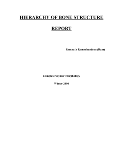 HIERARCHY OF BONE STRUCTURE REPORT