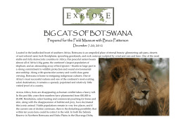 big cats of botswana
