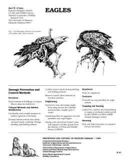 eagles - Internet Center for Wildlife Damage Management