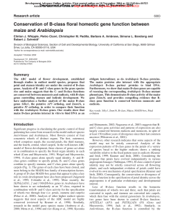 Conservation of B-class floral homeotic gene