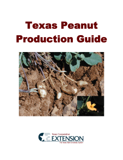 Texas Peanut Production Guide - Texas Peanut Producers Board