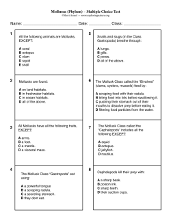Mollusca (Phylum) &ndash; Multiple Choice Test Name