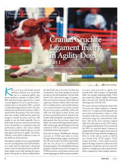 Cranial Cruciate Ligament Injury in Agility Dogs (Part 1)