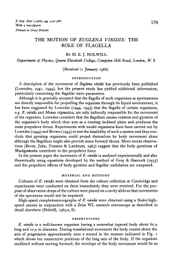 THE MOTION OF EUGLENA VIRIDIS: THE