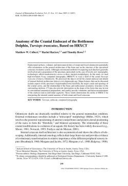 Anatomy of the Cranial Endocast of the Bottlenose Dolphin, Tursiops