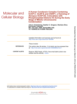 Condensation Stage of Mitotic Chromosome Early