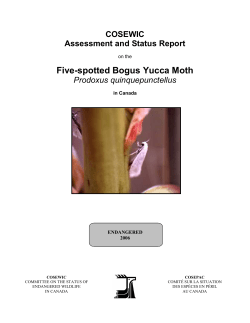 Five-spotted Bogus Yucca Moth Prodoxus quinquepunctellus