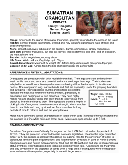 SUMATRAN ORANGUTAN