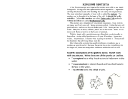 03. Kingdom Protista Foldable
