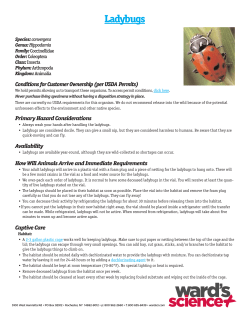 Ladybugs - Boreal Science