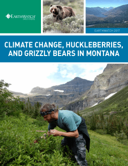climate change, huckleberries, and grizzly bears in