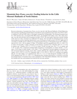 Mountain lion (Puma concolor) feeding behavior in the Little