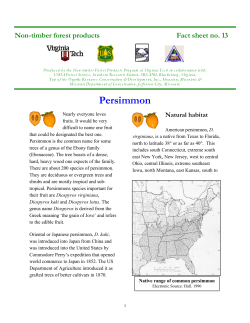 Persimmon Information, VA Tech